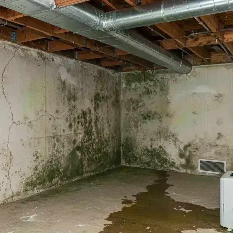 Professional Mold Removal in La Plata County, CO